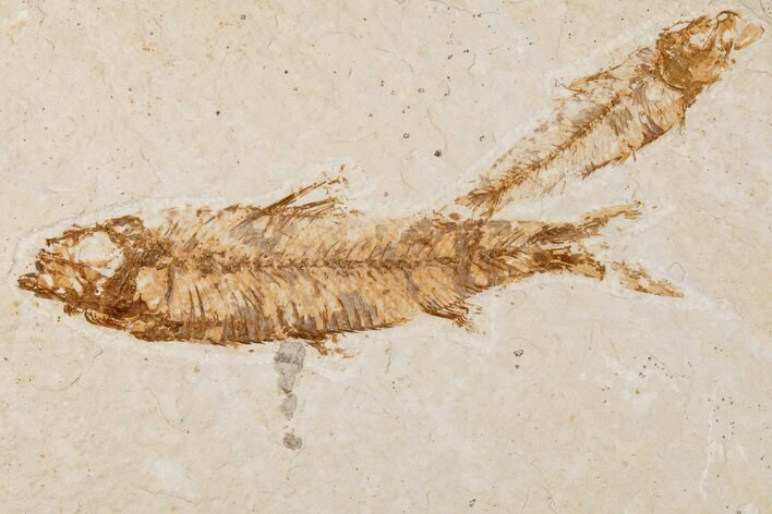 Two Detailed Fossil Fish (Knightia) - Wyoming #204502